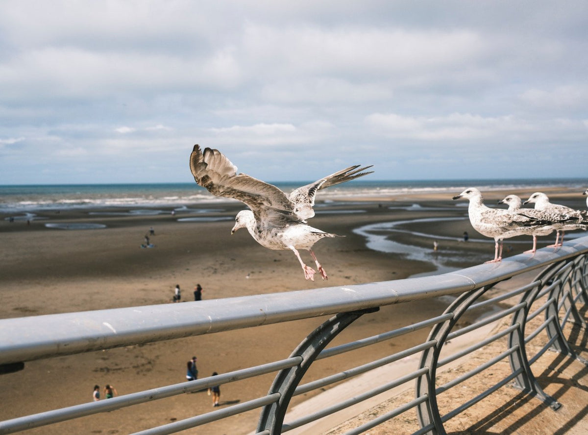Comment nettoyer la fiente d'oiseau de votre mobilier de jardin