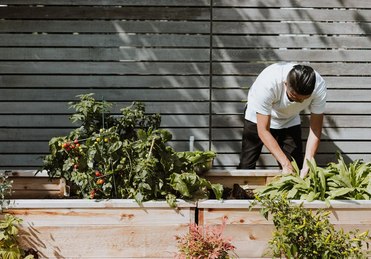 Comment démarrer un petit potager ?